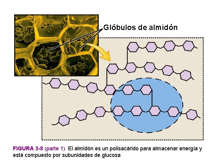 Glóbulos de almidón FIGURA 3 -8 (parte 1) El almidón es un polisacárido para