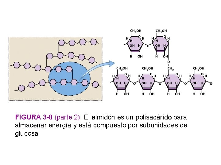 FIGURA 3 -8 (parte 2) El almidón es un polisacárido para almacenar energía y