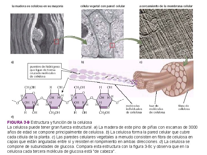 FIGURA 3 -9 Estructura y función de la celulosa La celulosa puede tener gran
