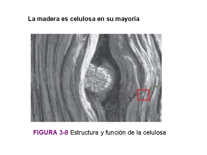 La madera es celulosa en su mayoría FIGURA 3 -9 Estructura y función de