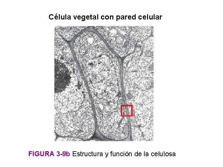 Célula vegetal con pared celular FIGURA 3 -9 b Estructura y función de la