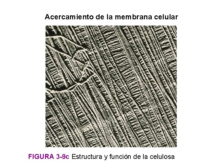 Acercamiento de la membrana celular FIGURA 3 -9 c Estructura y función de la