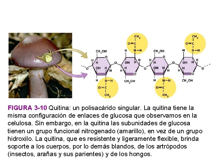 FIGURA 3 -10 Quitina: un polisacárido singular. La quitina tiene la misma configuración de