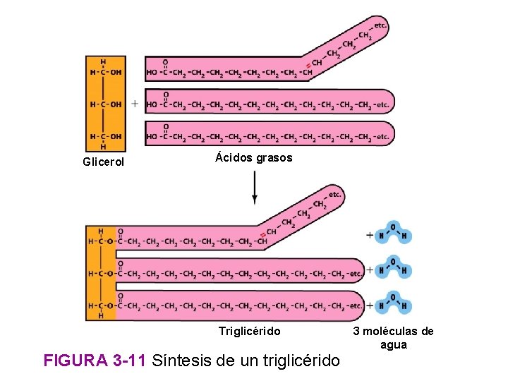 Glicerol Ácidos grasos Triglicérido FIGURA 3 -11 Síntesis de un triglicérido 3 moléculas de