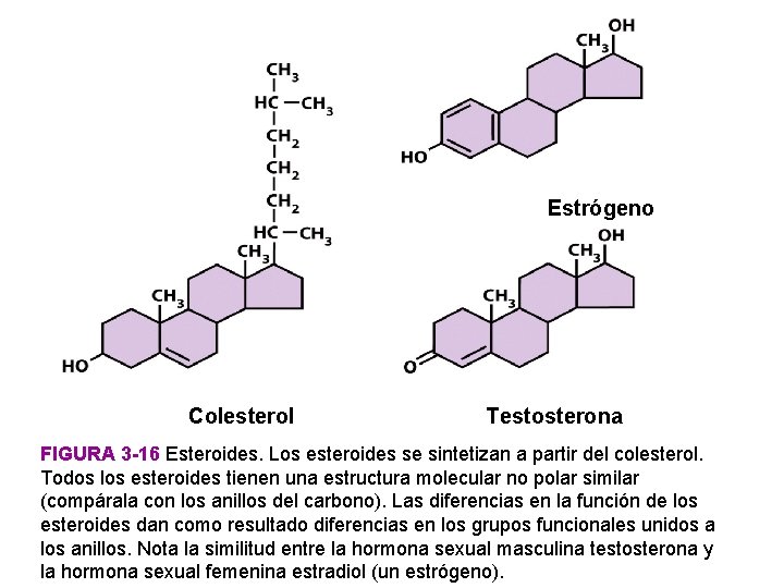 Estrógeno Colesterol Testosterona FIGURA 3 -16 Esteroides. Los esteroides se sintetizan a partir del