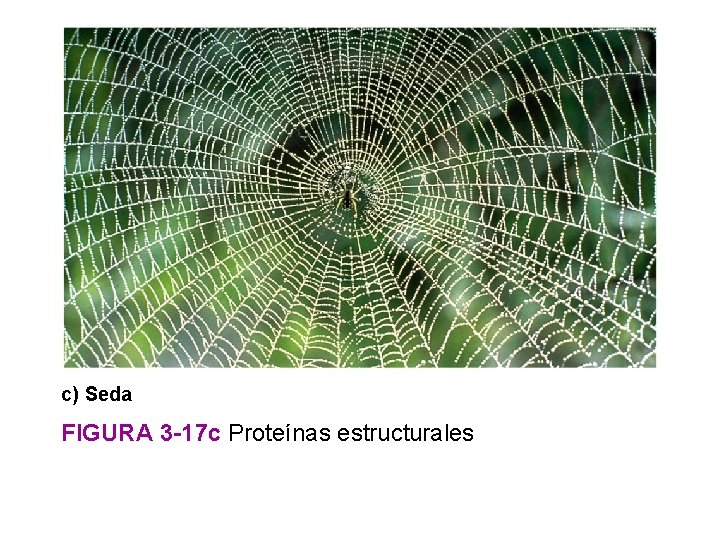 c) Seda FIGURA 3 -17 c Proteínas estructurales 