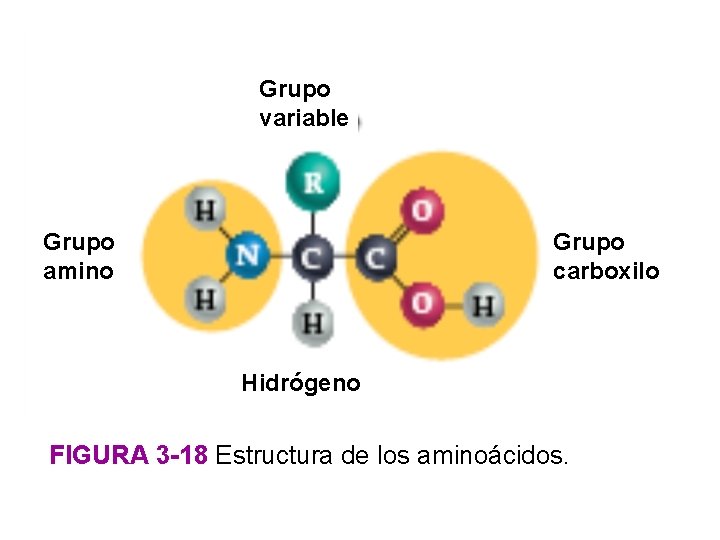 Grupo variable Grupo amino Grupo carboxilo Hidrógeno FIGURA 3 -18 Estructura de los aminoácidos.