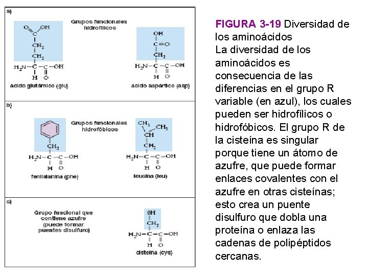 FIGURA 3 -19 Diversidad de los aminoácidos La diversidad de los aminoácidos es consecuencia