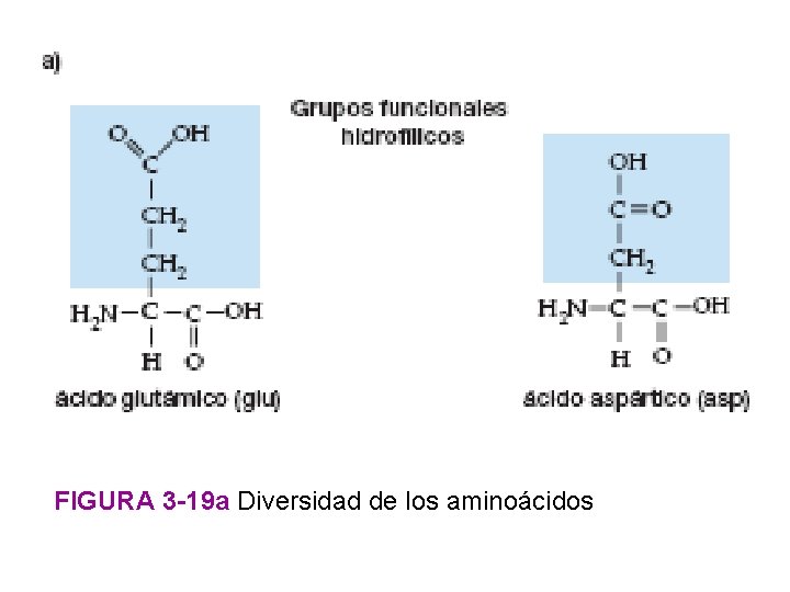 FIGURA 3 -19 a Diversidad de los aminoácidos 