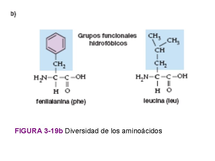 FIGURA 3 -19 b Diversidad de los aminoácidos 
