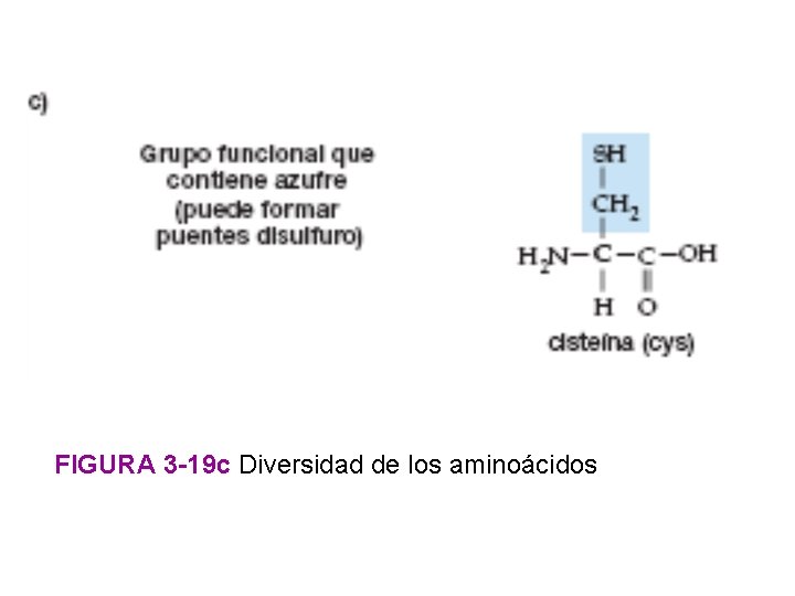 FIGURA 3 -19 c Diversidad de los aminoácidos 