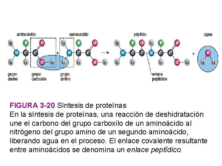 FIGURA 3 -20 Síntesis de proteínas En la síntesis de proteínas, una reacción de