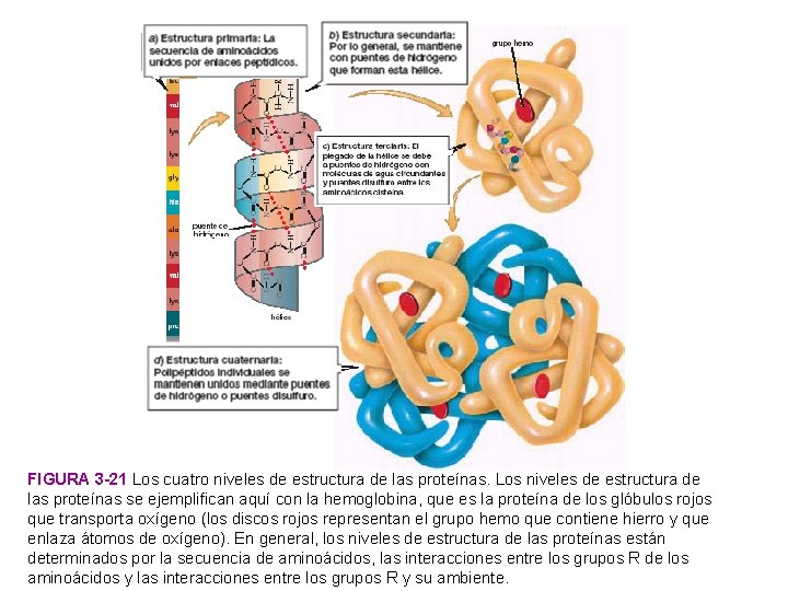 FIGURA 3 -21 Los cuatro niveles de estructura de las proteínas. Los niveles de