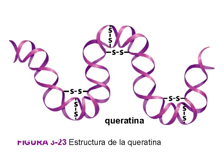 queratina FIGURA 3 -23 Estructura de la queratina 