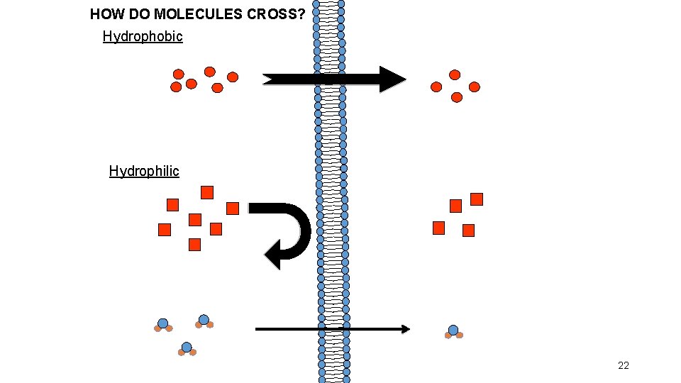 HOW DO MOLECULES CROSS? Hydrophobic Hydrophilic 22 