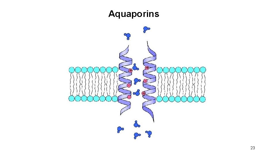 Aquaporins 23 