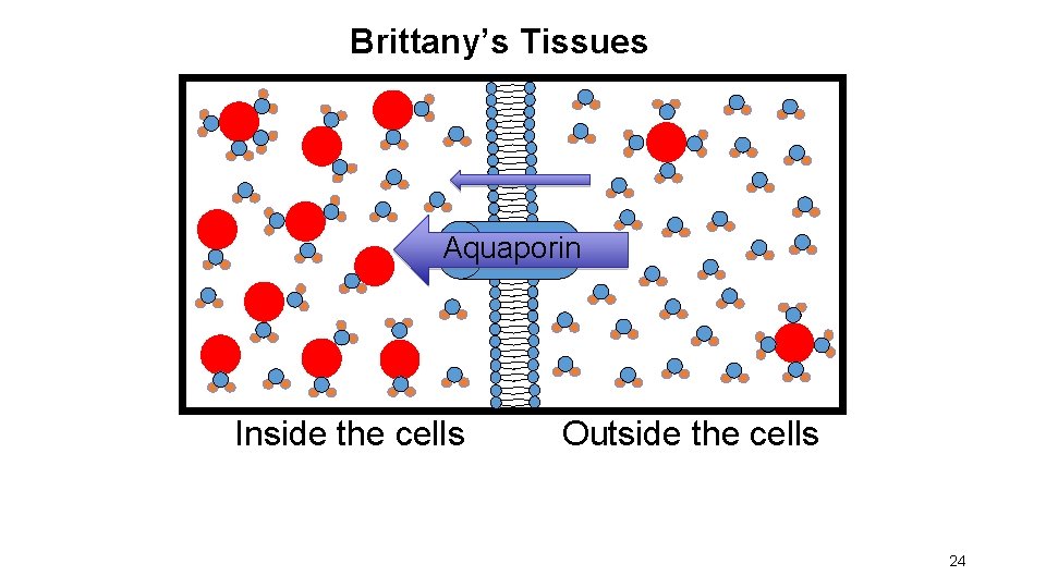 Brittany’s Tissues Aquaporin Inside the cells Outside the cells 24 