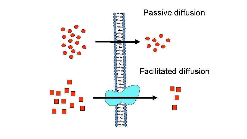 Passive diffusion Facilitated diffusion 