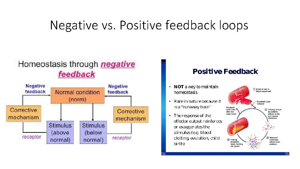 Negative vs. Positive feedback loops 