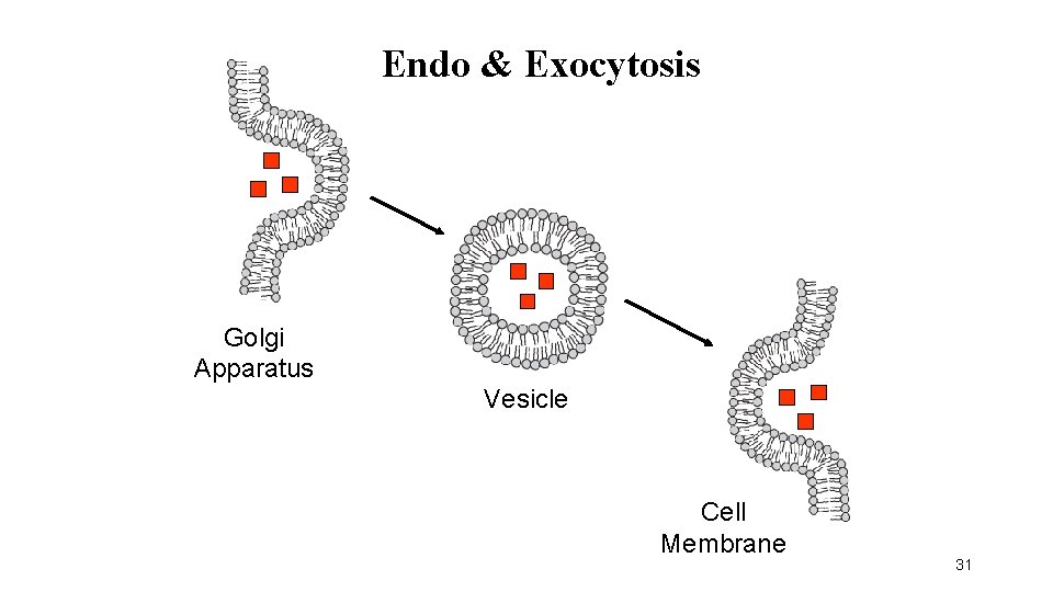Endo & Exocytosis Golgi Apparatus Vesicle Cell Membrane 31 