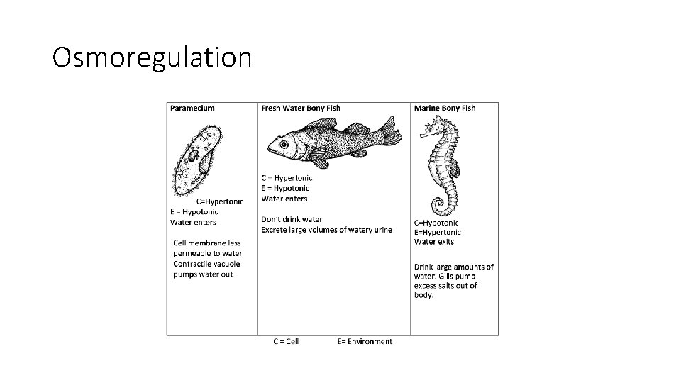 Osmoregulation 