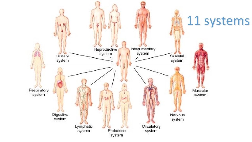 11 systems 