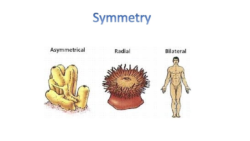 Symmetry 
