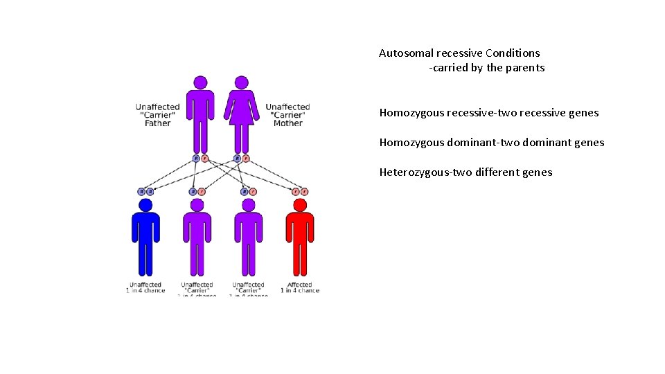 Autosomal recessive Conditions -carried by the parents Homozygous recessive-two recessive genes Homozygous dominant-two dominant