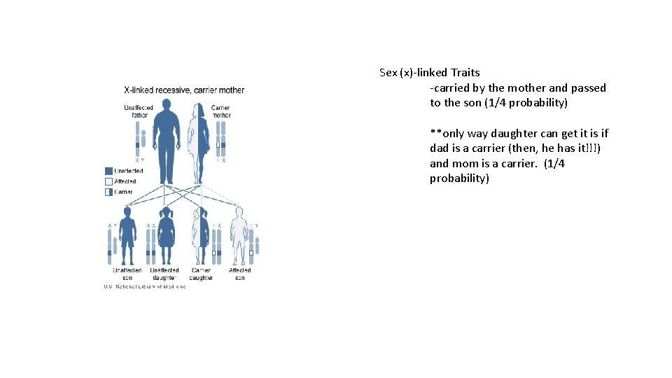 Sex (x)-linked Traits -carried by the mother and passed to the son (1/4 probability)