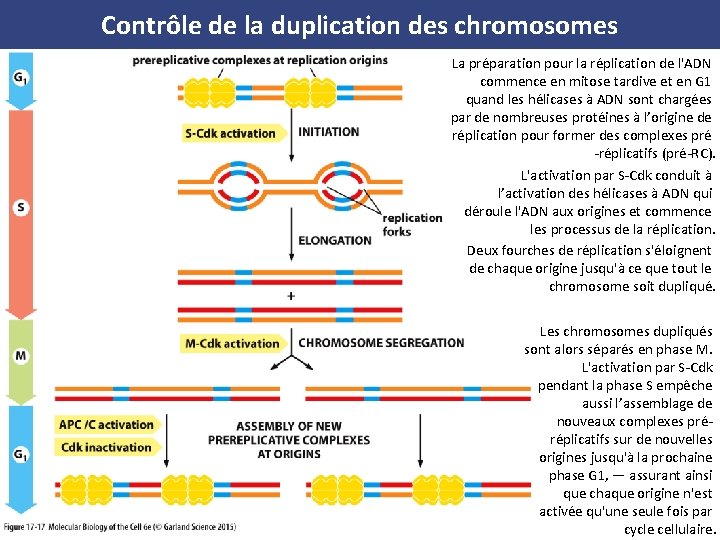 Contrôle de la duplication des chromosomes La préparation pour la réplication de l'ADN commence