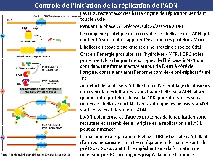 Contrôle de l'initiation de la réplication de l'ADN Les ORC restent associés à une