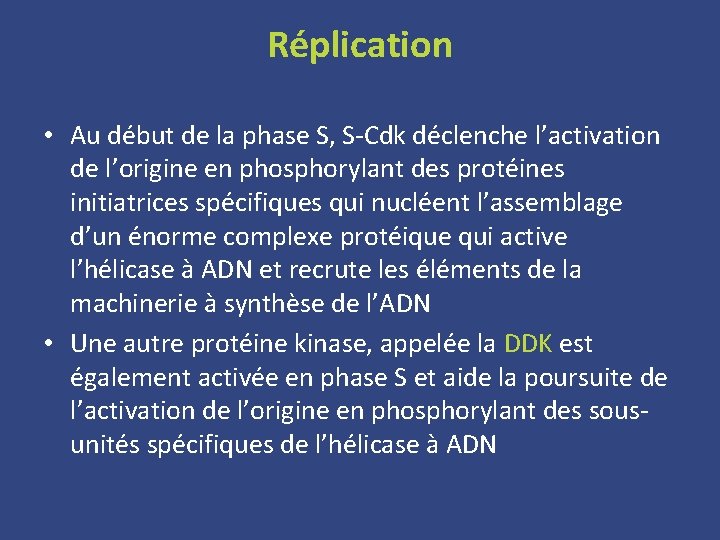 Réplication • Au début de la phase S, S-Cdk déclenche l’activation de l’origine en
