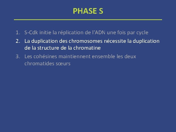 PHASE S 1. S-Cdk initie la réplication de l'ADN une fois par cycle 2.