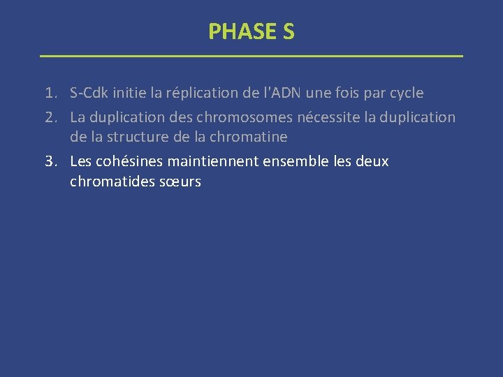 PHASE S 1. S-Cdk initie la réplication de l'ADN une fois par cycle 2.