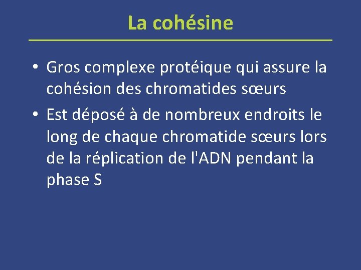 La cohésine • Gros complexe protéique qui assure la cohésion des chromatides sœurs •