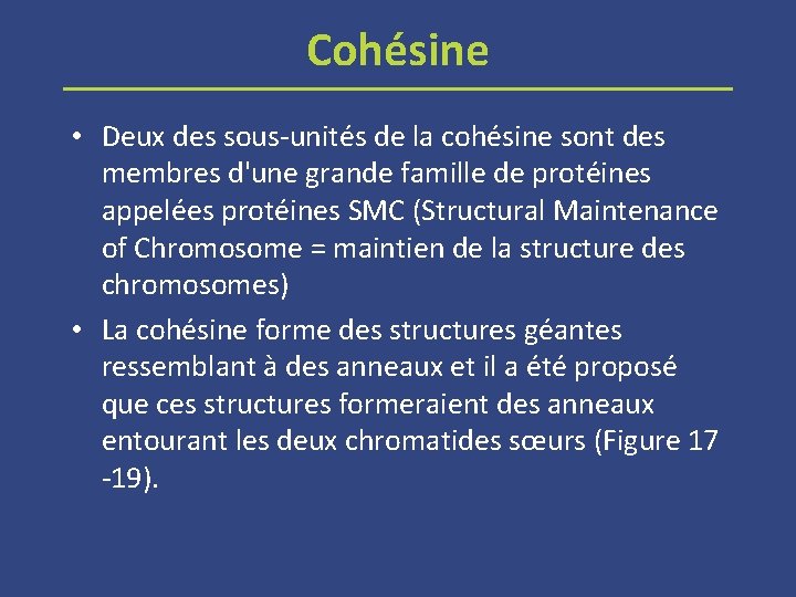 Cohésine • Deux des sous-unités de la cohésine sont des membres d'une grande famille