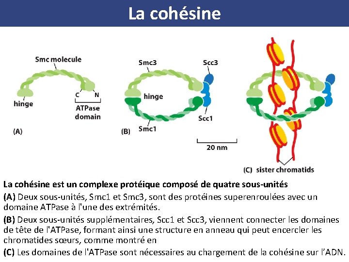 La cohésine est un complexe protéique composé de quatre sous-unités (A) Deux sous-unités, Smc