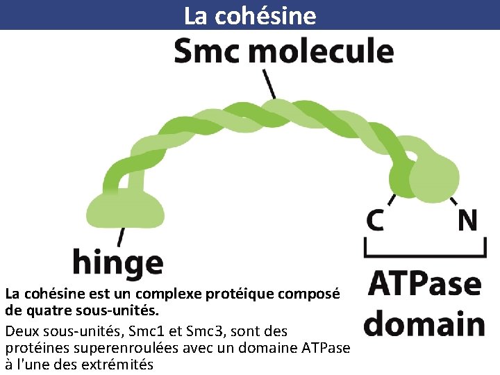 La cohésine est un complexe protéique composé de quatre sous-unités. Deux sous-unités, Smc 1