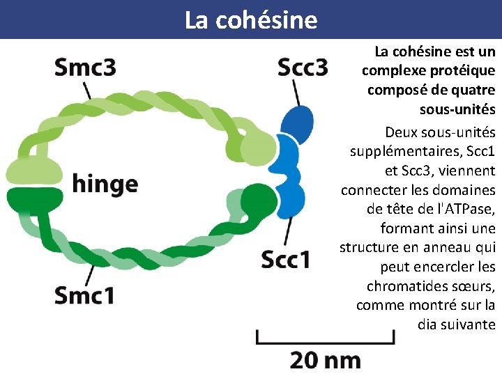 La cohésine est un complexe protéique composé de quatre sous-unités Deux sous-unités supplémentaires, Scc