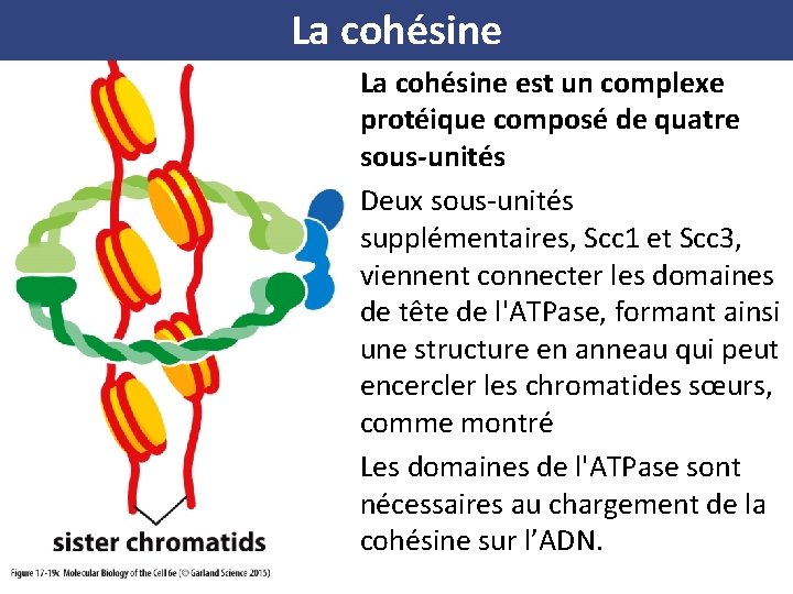 La cohésine est un complexe protéique composé de quatre sous-unités Deux sous-unités supplémentaires, Scc