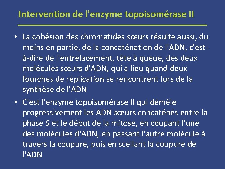 Intervention de l'enzyme topoisomérase II • La cohésion des chromatides sœurs résulte aussi, du