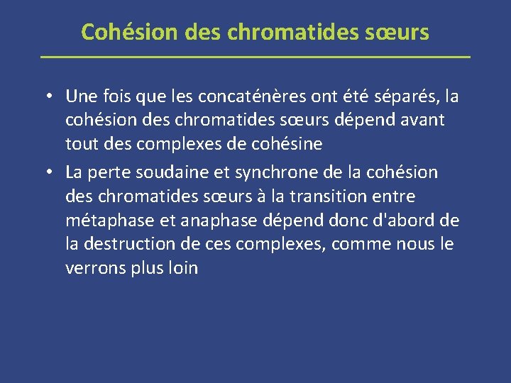 Cohésion des chromatides sœurs • Une fois que les concaténères ont été séparés, la