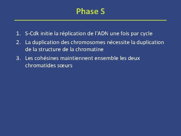 Phase S 1. S-Cdk initie la réplication de l'ADN une fois par cycle 2.