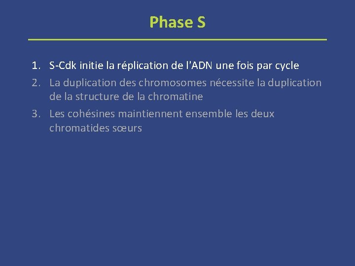 Phase S 1. S-Cdk initie la réplication de l'ADN une fois par cycle 2.