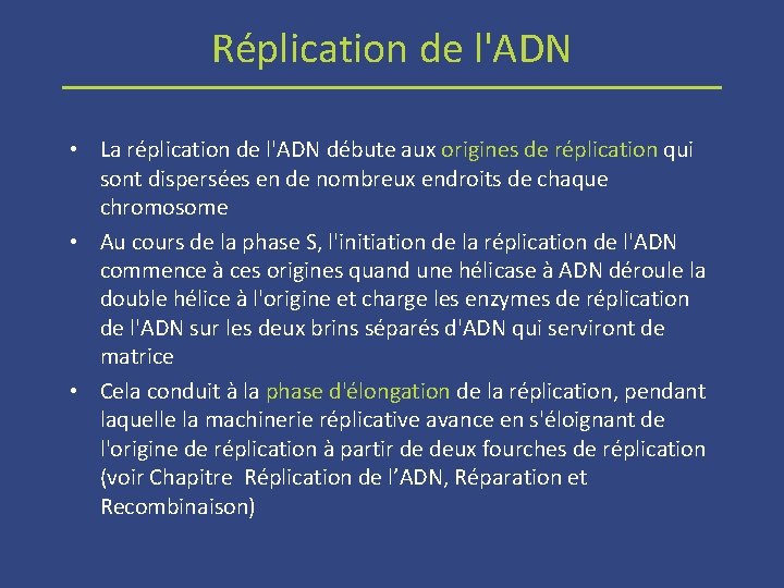 Réplication de l'ADN • La réplication de l'ADN débute aux origines de réplication qui