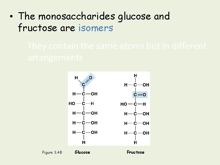  • The monosaccharides glucose and fructose are isomers – They contain the same