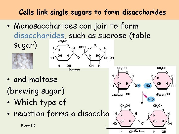 Cells link single sugars to form disaccharides • Monosaccharides can join to form disaccharides,