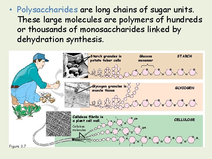  • Polysaccharides are long chains of sugar units. These large molecules are polymers