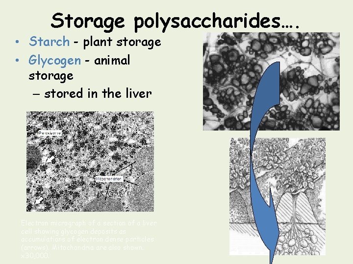 Storage polysaccharides…. • Starch - plant storage • Glycogen - animal storage – stored