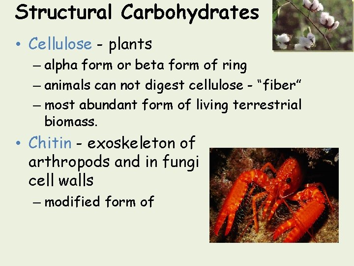 Structural Carbohydrates • Cellulose - plants – alpha form or beta form of ring